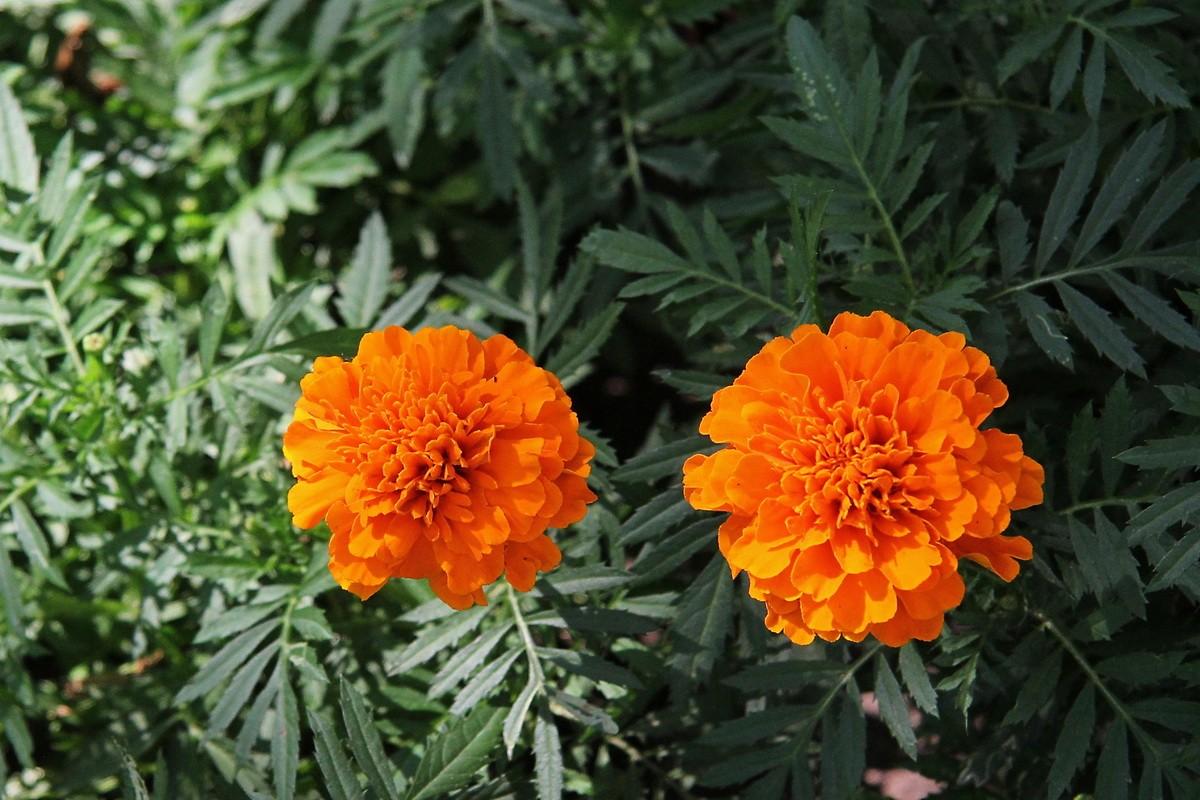 万寿菊种植与养护全攻略