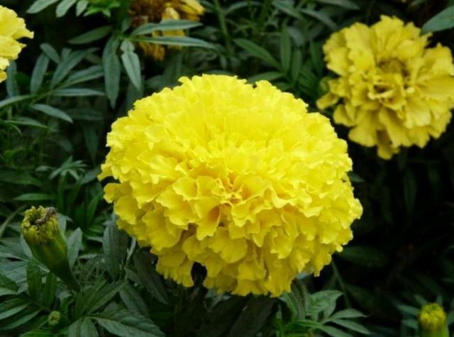 万寿菊种植与养护全攻略