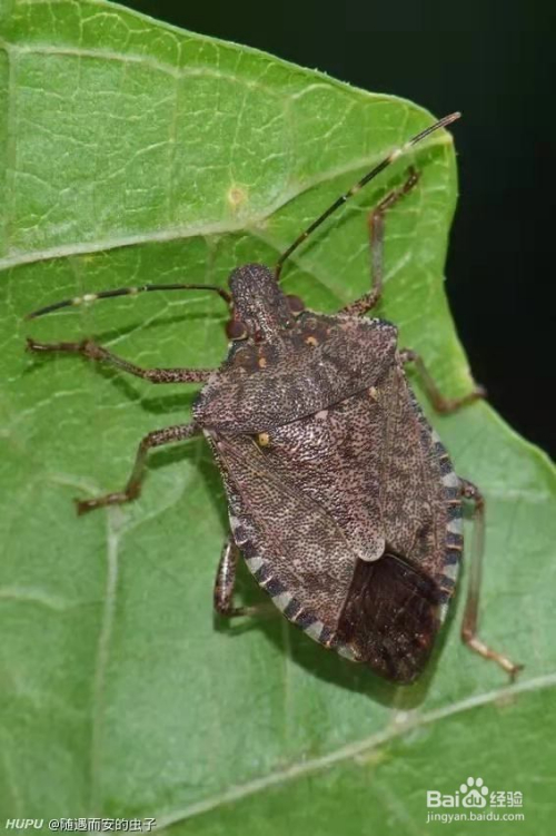 椿象任务攻略，从新手到高手的学习旅程